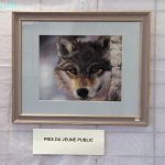 Isabelle VILLE : Loup - (…)